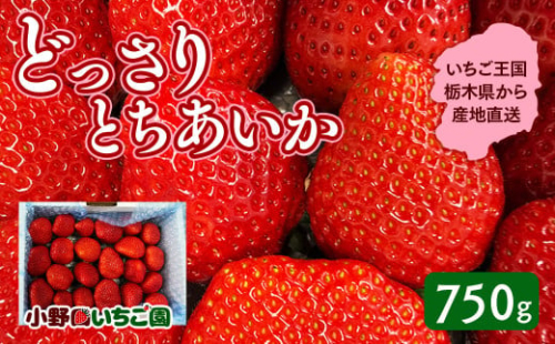 栃木県産 どっさりとちあいか【750g】 ｜ 家庭用 完熟 朝摘み 苺 いちご イチゴ とちあいか 果物 フルーツ 秀品 栃木県 壬生町 産地直送 ※2025年12月中旬頃より順次発送予定 ※離島への配送不可