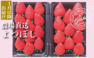 【 予約受付 】 いちご よつぼし 約560g （ 約280g × 2P ） 2025年 1月発送 いちご 苺 ストロベリー 産地直送 ご当地 果物 くだもの フルーツ デザート 食品 冷蔵 げんき農場 埼玉県 羽生市