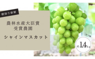 【先行予約2025年8月頃発送】大府市産　シャインマスカット1.4kg(2～3房入）