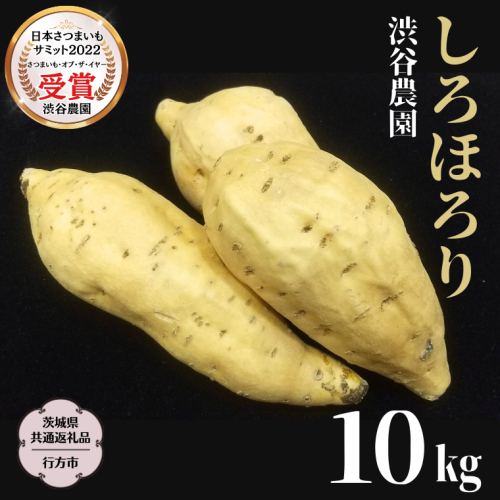 しろほろり 約10kg 【茨城県共通返礼品／行方市】 2024年11月から発送開始 渋谷農園 さつまいも  いも 芋 焼芋 [DT012sa] 1445623 - 茨城県桜川市