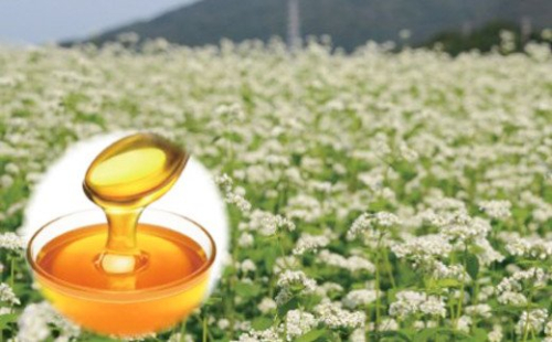 島のはちみつ 180ｇ×2本 国産 純粋はちみつ 非加熱 144601 - 兵庫県淡路市