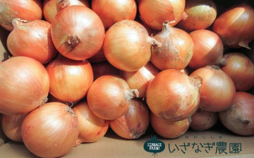 いざなぎ農園の淡路島たまねぎ10kg　　[玉ねぎ 玉葱] 144659 - 兵庫県淡路市