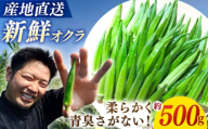 【☆先行予約☆】【朝採れ旬野菜】オクラ 約500g  長崎 西海 オクラ おくら 贈答 ギフト ＜パッパラパー農園＞ [CFI007]