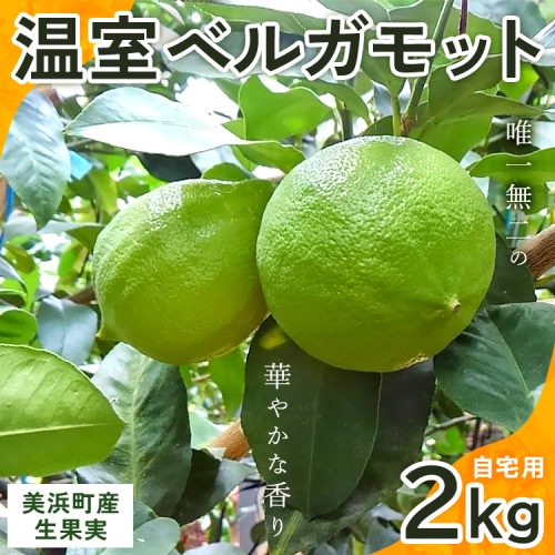 美浜町産温室ベルガモット　生果実『自宅用2kg入り』※2024年10月上旬頃～2025年5月下旬頃に順次発送 1449547 - 愛知県美浜町