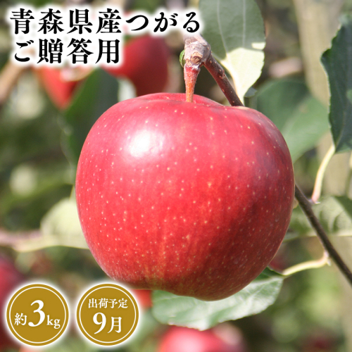 9月発送　贈答用つがる3ｋｇ　【そと川りんご園・9月・青森県産・平川市・りんご・つがる・3ｋｇ・贈答用】 1449553 - 青森県平川市