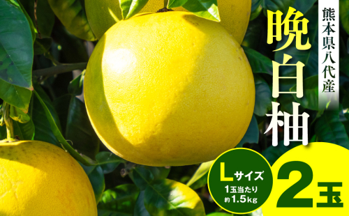 【先行予約】晩白柚 Lサイズ(1玉当たり約1.5kg) 2玉 熊本県産 八代市産 柑橘 ばんぺいゆ【2025年1月上旬より順次発送】 1450532 - 熊本県八代市