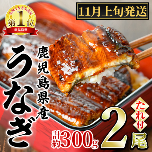 【0124326a-2511】＜11月上旬発送予定＞東串良町のうなぎ蒲焼(無頭)(2尾・計約300g・タレ、山椒付) うなぎ 高級 ウナギ 鰻 国産 蒲焼 蒲焼き たれ 鹿児島 ふるさと 人気【アクアおおすみ】 1451193 - 鹿児島県東串良町