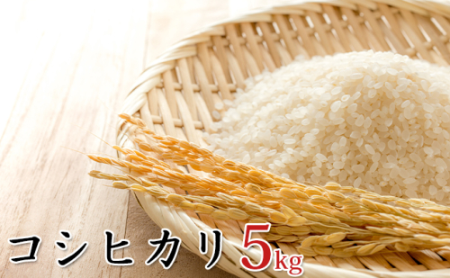 令和6年産環境こだわり近江米コシヒカリ5kg（無洗米） お米  145127 - 滋賀県豊郷町