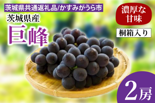 巨峰 桐箱入り2房（茨城県共通返礼品：かすみがうら市産）　※2024年8月初旬～2024年10月下旬頃に順次発送予定（CD040） 1451288 - 茨城県大子町