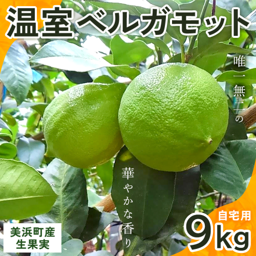 美浜町産温室ベルガモット　生果実『自宅用9kg入り』※2024年10月上旬頃～2025年5月下旬頃に順次発送 1451339 - 愛知県美浜町