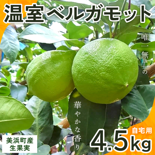 美浜町産温室ベルガモット　生果実『自宅用4.5kg入り』※2024年10月上旬頃～2025年5月下旬頃に順次発送 1451340 - 愛知県美浜町