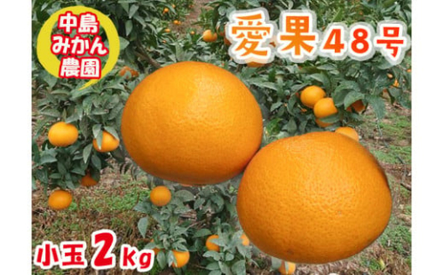 【2026年3月から発送予定】 愛果48号 小玉 2kg 愛媛県 中島産 |あいか 家庭用 先行予約 高級 蜜柑 ミカン みかん ジューシー 甘い  柑橘  人気 お取り寄せ  期間 数量 限定 愛媛 松山