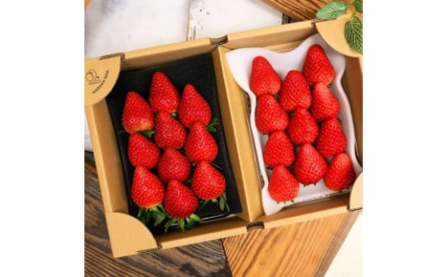 【先行予約】ふるさと納税限定 静岡いちご 食べ比べセット（すず＆おいCベリー／500g以上）冷蔵 苺 フルーツ◇ 1453041 - 静岡県静岡市