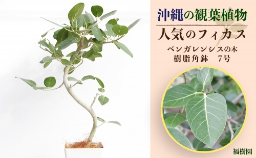沖縄の観葉植物 人気のフィカス ベンガレンシス7号 角鉢