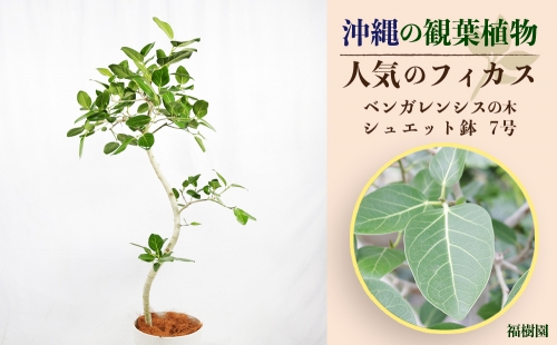 沖縄の観葉植物 人気のフィカス ベンガレンシス7号 シュエット鉢 145332 - 沖縄県うるま市
