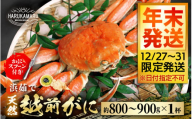 【先行予約】≪浜茹で≫ 地物！天然！越前がに 生の状態で約800g～900g × 1杯 かにスプーン付き はるか丸の船長が厳選！ 【年末発送予定（12/27～12/31限定発送！）】【冷蔵 本場の味 ボイル 越前ガニ 蟹 茹で ずわいがに ズワイガニ 福井 日本海】[m36-x003_99]