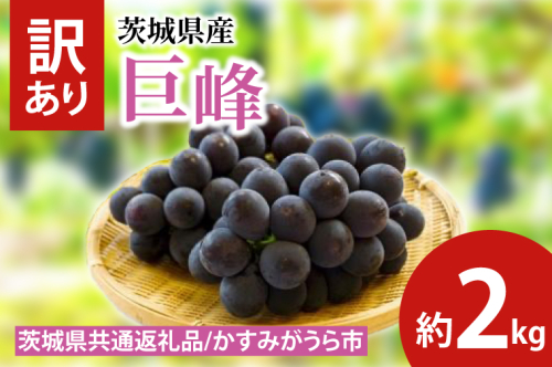 訳あり 巨峰 約2kg（茨城県共通返礼品：かすみがうら市産）　※2024年10月初旬～2024年10月下旬頃に順次発送予定（CD051） 1455070 - 茨城県大子町