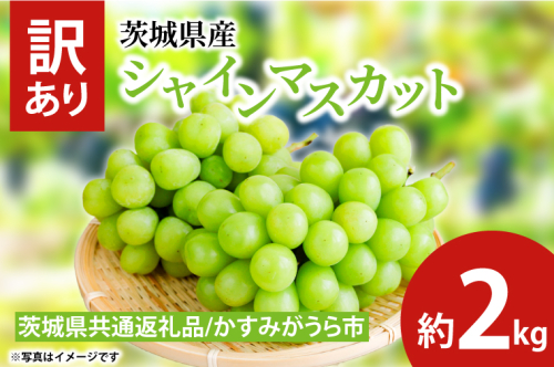 訳ありシャインマスカット 約2kg（茨城県共通返礼品：かすみがうら市産）　※2024年10月初旬～2024年10月下旬頃に順次発送予定（CD052） 1455071 - 茨城県大子町