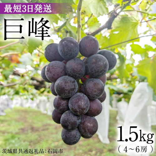 【最短3日発送】 巨峰 1.5kg ( 種あり ) ( 茨城県共通返礼品 石岡市 ) 数量限定 ぶどう ブドウ 果物 フルーツ 旬 人気 産直 採れたて 新鮮 国産 産地直送 [FB001sa] 1455844 - 茨城県桜川市