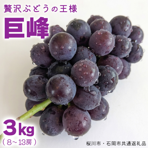 《 2026年 収穫分 》 種あり 巨峰 3kg 8～13房 (桜川市・石岡市共通返礼品) 先行予約 石田ぶどう園 国産 茨城県 桜川市 ぶどう ブドウ 葡萄 果物 くだもの フルーツ 旬 人気 産直 採れたて 新鮮 産地直送 秋 贈答 ギフト プレゼント [FB003sa] 1455877 - 茨城県桜川市