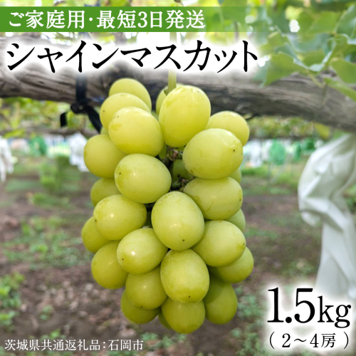 【最短3日発送】 ご家庭用 シャインマスカット1.5kg【茨城県共通返礼品/石岡市】 数量限定 フルーツ 果物 マスカット 旬 国産 産地直送 [FB004sa] 1455878 - 茨城県桜川市