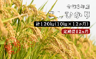 150266【令和6年産／お米定期便／12ヵ月】しまね川本 こしひかり 10kg (計120kg）