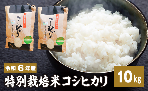 令和六年特別栽培米 コシヒカリ 10kg お米 1456052 - 茨城県常総市