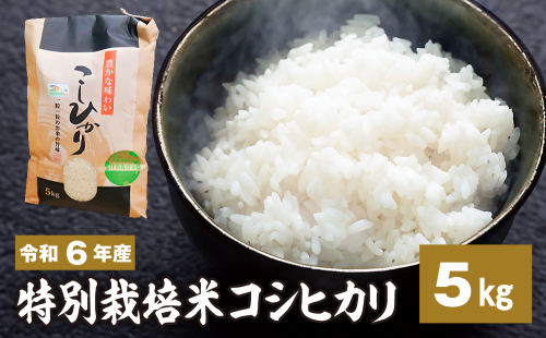 令和六年産特別栽培米 コシヒカリ 5kg お米  1456053 - 茨城県常総市