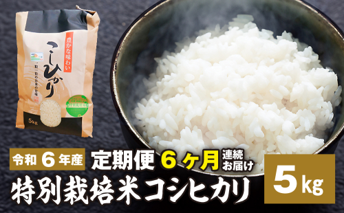 【定期便】6ヶ月お届け 令和六年産特別栽培米 コシヒカリ 5kg 1456054 - 茨城県常総市