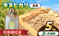 【3回定期便】特別栽培米　キヌヒカリ　玄米　5kg　お米　ご飯　愛西市／株式会社戸倉トラクター [AECS049]