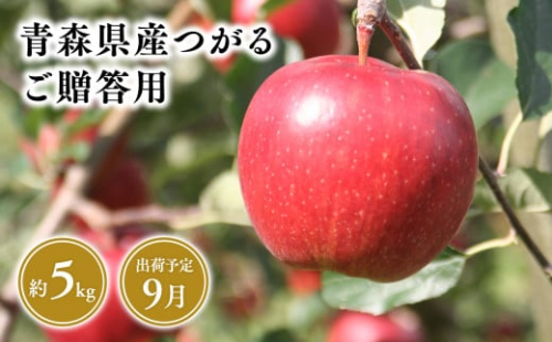 9月発送　贈答用つがる5ｋｇ　【そと川りんご園・9月・青森県産・平川市・りんご・つがる・5ｋｇ・贈答用】 1456947 - 青森県平川市