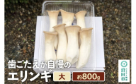 歯ごたえが自慢のエリンギ 大 約800g