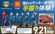 【9月21日開催】さつまいも堀体験 流山FC＆森田農園 芋堀り お芋 2kg と オリジナルステッカー がもらえる！ 事業者コラボ《30日以内に出荷予定(土日祝除く)》 千葉県 流山市 芋 さつまいも NAGAREYAMA F.C. サッカー サッカー選手