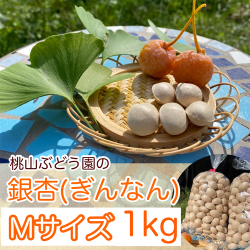 【まだ間に合う！年内発送】桃山ぶどう園の『ぎんなん(殻付き)』Mサイズ　約1kg　※北海道・沖縄・離島への配送不可　※2025年11月上旬頃より順次発送予定 1459907 - 富山県魚津市