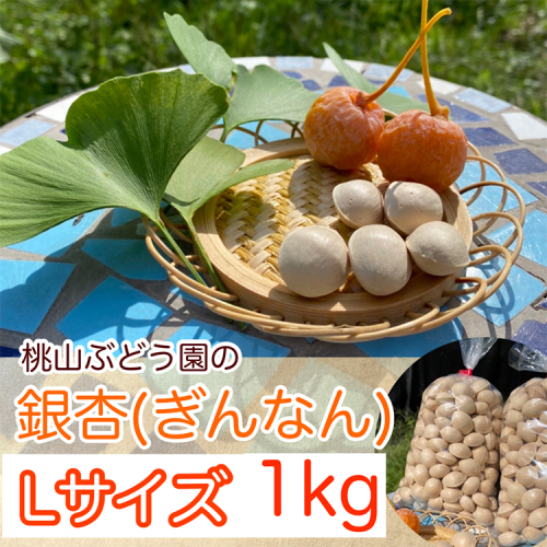 【まだ間に合う！年内発送】桃山ぶどう園の『ぎんなん(殻付き)』Ｌサイズ　約1kg　※北海道・沖縄・離島への配送不可　※2025年11月上旬頃より順次発送予定 1459995 - 富山県魚津市