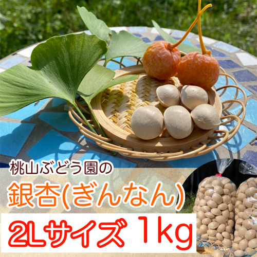 【まだ間に合う！年内発送】桃山ぶどう園の『ぎんなん(殻付き)』2Lサイズ　約1kg　※北海道・沖縄・離島への配送不可　※2025年11月上旬頃より順次発送予定 1460138 - 富山県魚津市