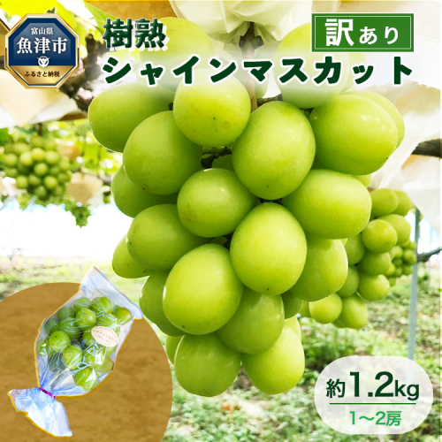 訳あり シャインマスカット 約1.2kg 樹熟 1～2房 ｜ 富山県産 マスカット ぶどう ブドウ 葡萄 ※北海道・沖縄・離島への配送不可 ※2025年10月上旬～12月下旬頃に順次発送予定 1460372 - 富山県魚津市