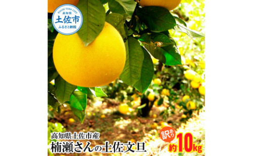 【先行予約】楠瀬さんの土佐文旦 訳あり 約10kg 約10キロ 4L～L ぶんたん ブンタン フルーツ 柑橘 みかん 果物 くだもの 柑橘類 デザート おやつ 甘い わけあり ご自宅用 ご家庭用 お取り寄せ 国産 1460966 - 高知県土佐市