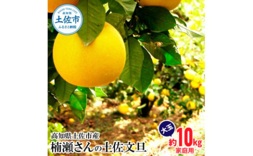 【先行予約】楠瀬さんの土佐文旦 家庭用大玉 約10kg 約10キロ 4L～2L ぶんたん ブンタン フルーツ 柑橘 みかん 果物 くだもの 柑橘類 デザート おやつ さっぱり おいしい 甘い お取り寄せ 国産 1460970 - 高知県土佐市