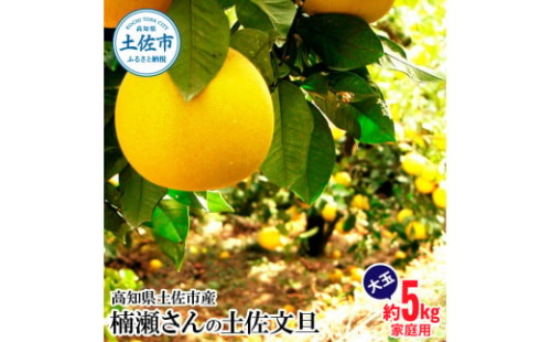 【先行予約】楠瀬さんの土佐文旦 家庭用大玉 約5kg 約5キロ 4L～2L ぶんたん ブンタン フルーツ 柑橘 みかん 果物 くだもの 柑橘類 デザート おやつ さっぱり おいしい 甘い お取り寄せ 国産 1460972 - 高知県土佐市