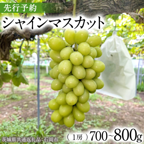 【2025年9月上旬発送開始】 シャインマスカット 700g ～ 800g ( 1房 )( 茨城県共通返礼品 石岡市 ) 数量限定 フルーツ 果物 マスカット ぶどう 葡萄 ブドウ 旬 国産 産地直送 [FB007sa] 1461022 - 茨城県桜川市