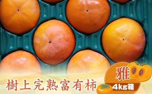 【先行予約】樹上甘熟富有柿 【雅】4kg箱　〈出荷時期：2026年11月15日～2026年12月10日出荷終了〉【 柿 かき フルーツ 神奈川県 海老名市 】 1461520 - 神奈川県海老名市