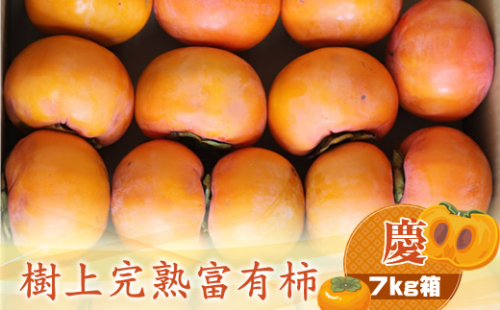 【先行予約】樹上甘熟富有柿 【慶】7kg箱　〈出荷時期：2026年11月15日～2026年12月10日出荷終了〉【 柿 かき フルーツ 神奈川県 海老名市 】 1461522 - 神奈川県海老名市