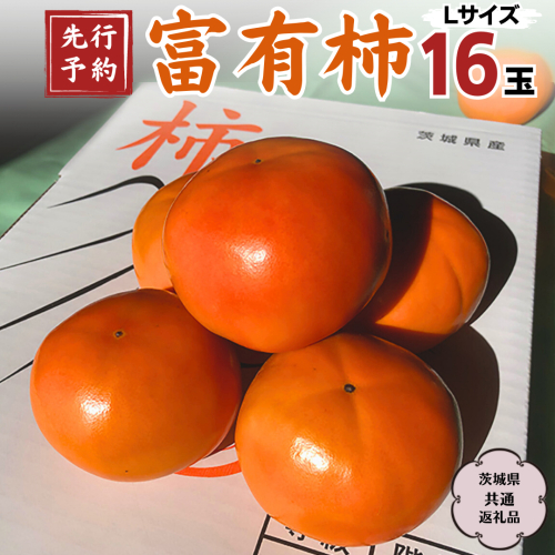 【 2024年 先行予約 】 富有柿 L 16玉 (茨城県共通返礼品 石岡市) 2024年10月下旬発送開始 果物 くだもの フルーツ 柿 かき[DC001sa] 1461771 - 茨城県桜川市