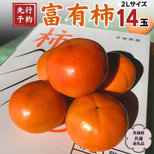 【 2024年 先行予約 】 富有柿 2L 14玉 (茨城県共通返礼品 石岡市) 2024年10月下旬発送開始 果物 くだもの フルーツ 柿 かき[DC003sa] 1461773 - 茨城県桜川市