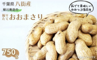 掘りたて 生落花生 「 おおまさり 」750g （250g×3袋） 緑川商店 八街産落花生  落花生おおまさり 落花生千葉県 落花生生 新豆 令和6年度産