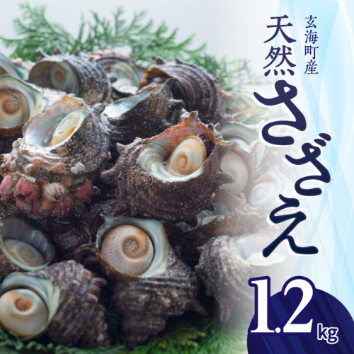 玄海町産 天然さざえ 1.2kg（12月配送） 1463180 - 佐賀県玄海町