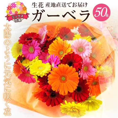 【ラッピング付】生花ガーベラミックスの花束 50本 日付指定可能 ギフト プレゼント ラッピング 産地直送 インテリア お花 フラワー  ボリューム満点 H193-012 1463452 - 愛知県碧南市