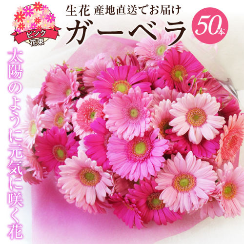 【ラッピング付】生花 ピンクガーベラ の花束 50本 日付指定可能 ギフト プレゼント ラッピング 産地直送 インテリア お花 フラワー  ボリューム満点 H193-013 1463454 - 愛知県碧南市