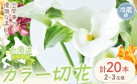 [1-285] カラー 切花 20本（2～3品種）四季農場《8月上旬-11月上旬頃出荷》北海道 当別町 花 お花 はな カラー 切り花 冷蔵便 北海道産 当別町産 インテリア